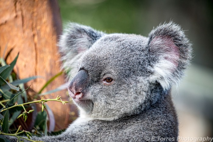 koala