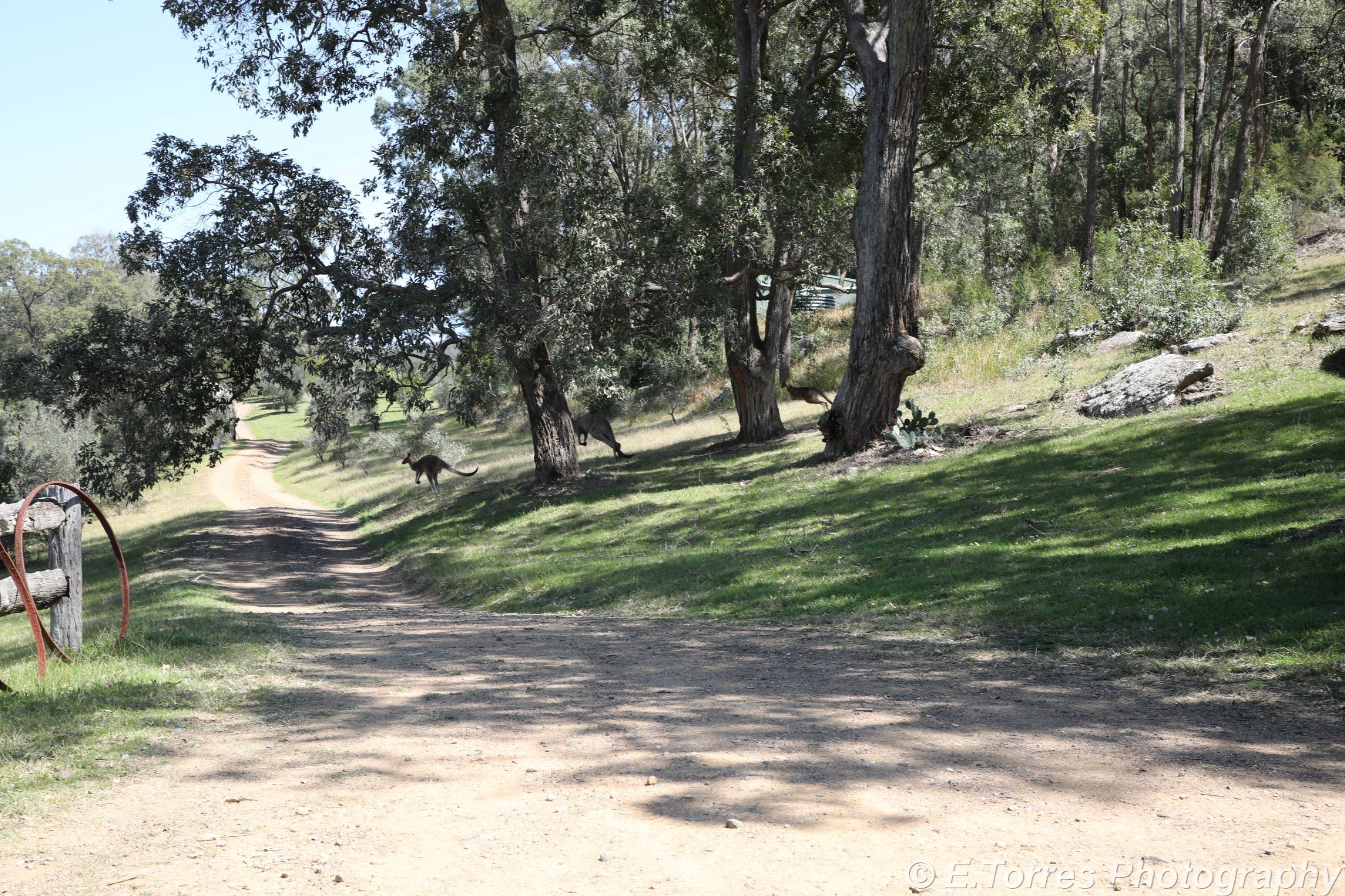 roos running